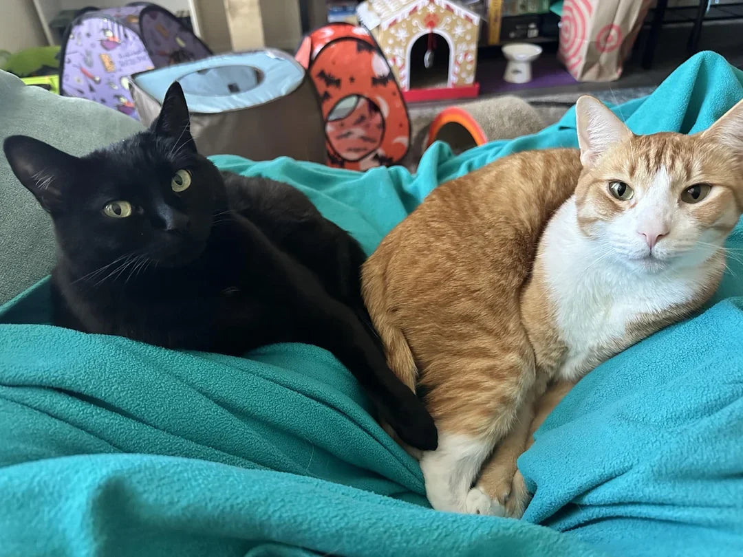 Deux chats, l’un noir et l’autre roux, installés dans leur maison